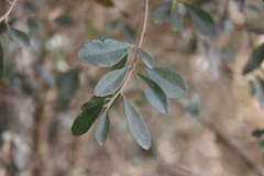 Erythroxylum australe