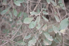 Erythroxylum australe