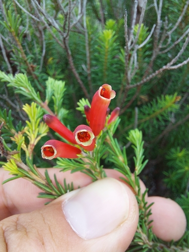 Image of Erica chloroloma by (c) Manuel R Popp, some rights reserved (CC BY)