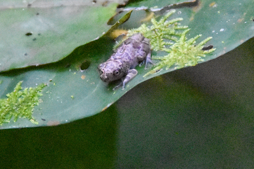 Nimba Reed Frog, Hyperolius zonatus