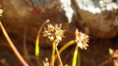 Juncus antarcticus