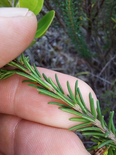 Image of Erica chloroloma by (c) Manuel R Popp, some rights reserved (CC BY)