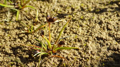 Juncus antarcticus