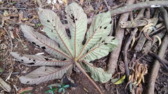 Cecropia pachystachya