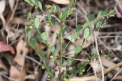Phyllanthus gunnii