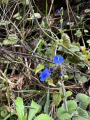 Salvia palifolia