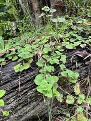 Salvia palifolia