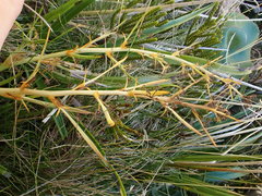 Aciphylla crenulata