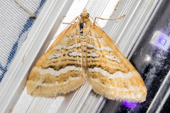 Asaphodes cataphracta