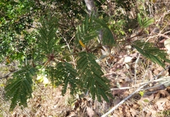 Vachellia collinsii