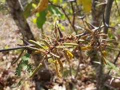 Vachellia collinsii