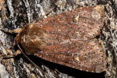 Ichneutica agorastis