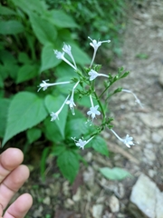 Valeriana pauciflora