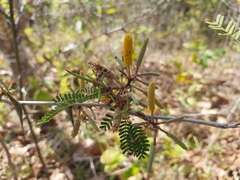 Vachellia collinsii