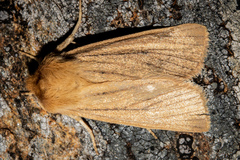 Ichneutica lissoxyla