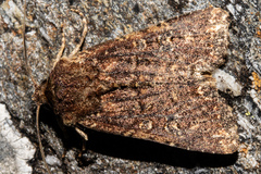 Ichneutica mustulenta