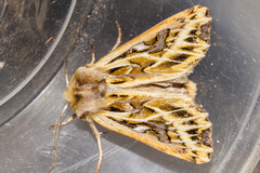 Ichneutica oliveri