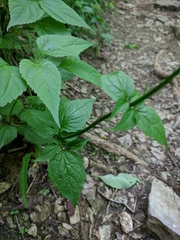 Valeriana pauciflora