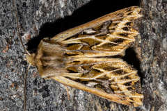 Ichneutica oliveri
