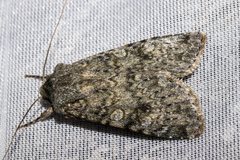 Ichneutica virescens