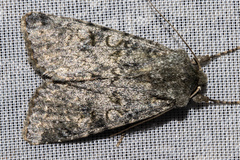 Ichneutica virescens