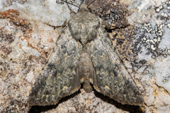 Ichneutica virescens