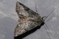 Ichneutica virescens