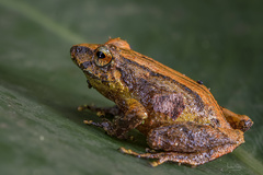 Pristimantis paisa
