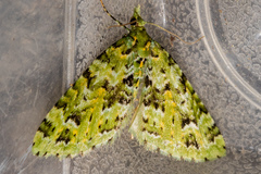 Pasiphila melochlora