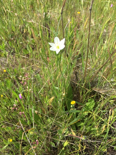 iNaturalist observation photo of white brodiaea