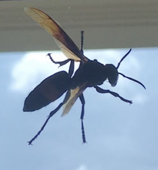 Vespa tropica