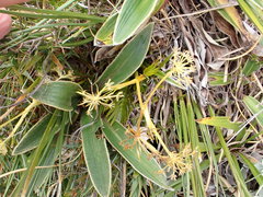 Aciphylla similis