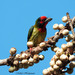 Coppersmith Barbet (Javan Red-Faced) - Photo (c) Mehd Halaouate, some rights reserved (CC BY-NC), uploaded by Mehd Halaouate