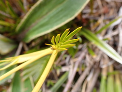 Aciphylla similis