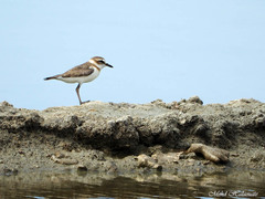 Charadrius javanicus