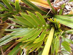 Aciphylla similis