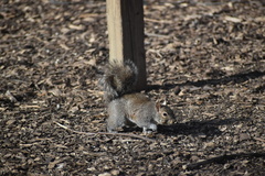 Sciurus carolinensis
