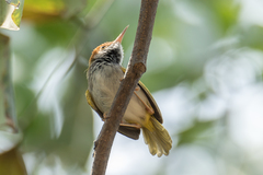 Orthotomus atrogularis nitidus