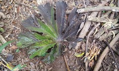 Cecropia pachystachya