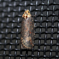 Cryptoptila australana