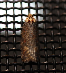 Cryptoptila australana