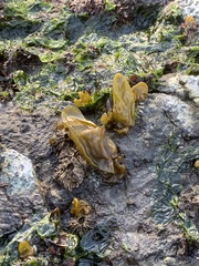 Dactylosiphon bullosus