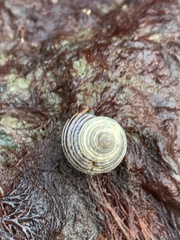 Calliostoma ligatum