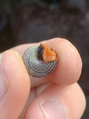 Calliostoma ligatum