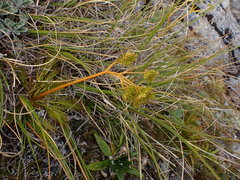 Aciphylla similis