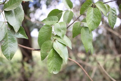Pandorea floribunda