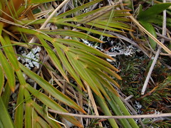Aciphylla similis