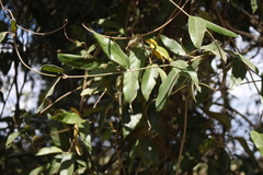 Parsonsia rotata