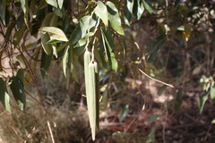 Parsonsia rotata