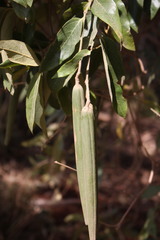 Parsonsia rotata
